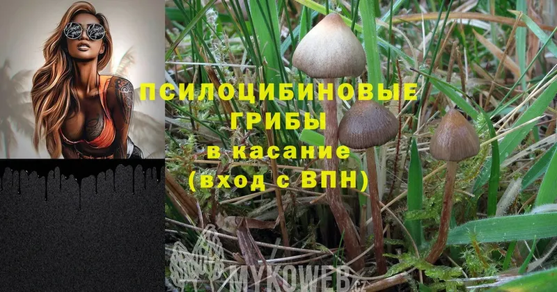 мега зеркало  Алейск  Галлюциногенные грибы Cubensis 